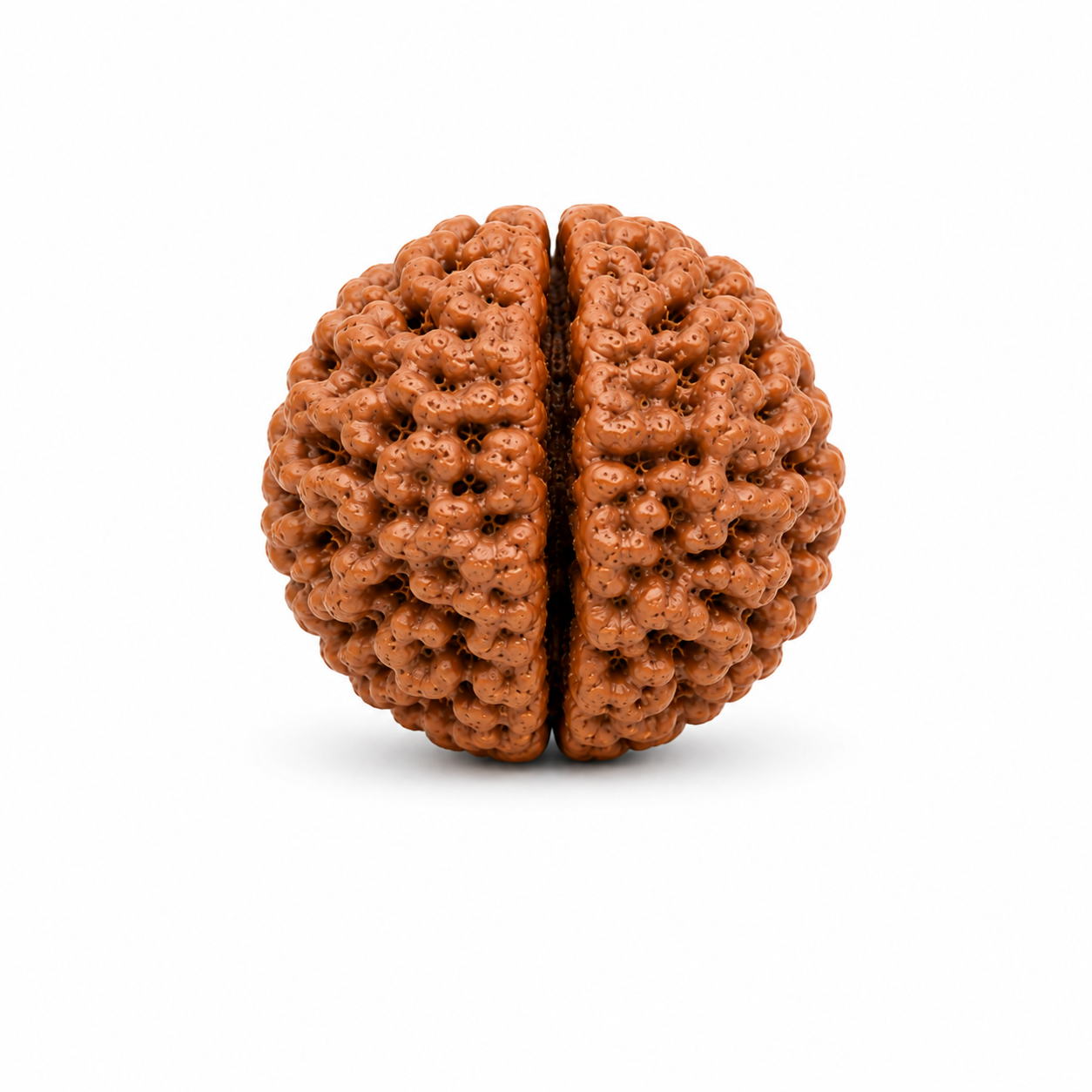 2 Mukhi Rudraksha (Nepal Origin)